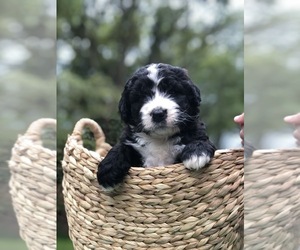 Bernedoodle Puppy for sale in STEWARTSVILLE, NJ, USA