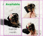 Small Photo #1 Yorkshire Terrier Puppy For Sale in KISSIMMEE, FL, USA