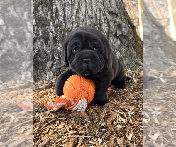 Medium Photo #3 Cocker-Pei Puppy For Sale in MIDDLEBURY, IN, USA