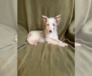 Australian Shepherd Puppy for sale in LAKELAND, FL, USA