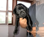 Small Photo #1 Labrador Retriever Puppy For Sale in SUNBURY, OH, USA