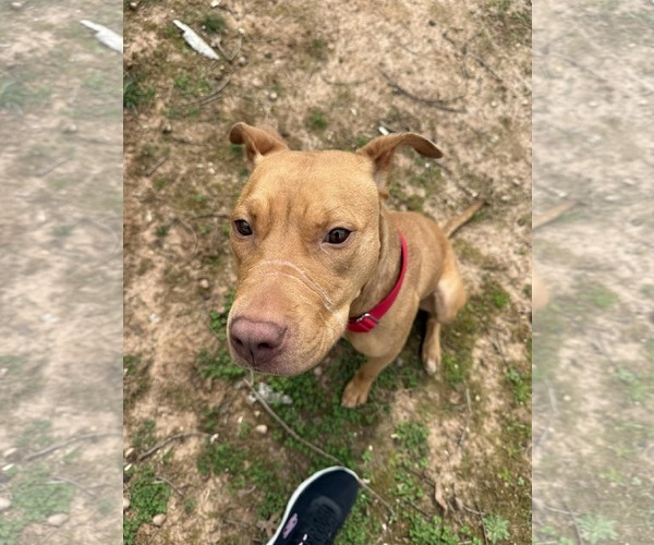 Medium Photo #15 American Staffordshire Terrier-Unknown Mix Puppy For Sale in Holly Springs, NC, USA