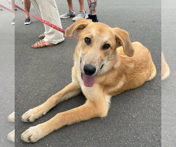 Medium Photo #8 Mutt Puppy For Sale in Canton, CT, USA