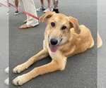 Small Photo #8 Mutt Puppy For Sale in Canton, CT, USA