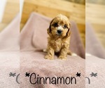 Small #11 Cavalier King Charles Spaniel-Poodle (Standard) Mix