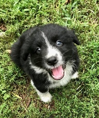 Australian Shepherd Puppy for sale in NUNICA, MI, USA