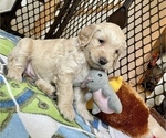Small Photo #2 Goldendoodle Puppy For Sale in ASHBURN, VA, USA