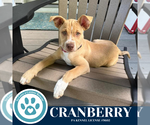 Small #11 Boxer Mix