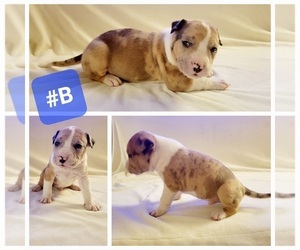 American Bully Puppy for Sale in BUSHNELL, Florida USA