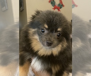 Pomeranian Puppy for sale in PAHRUMP, NV, USA