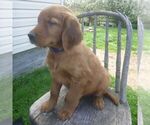 Small Photo #3 Golden Irish Puppy For Sale in BLAIN, PA, USA