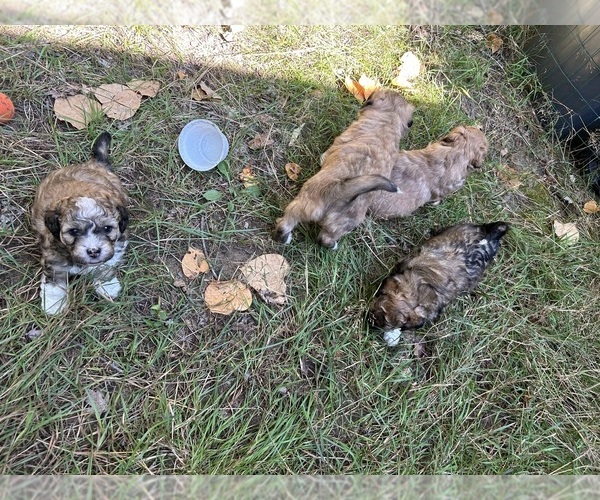 Medium Photo #5 Shih Tzu-Shih-Poo Mix Puppy For Sale in SOUTH HAVEN, MI, USA