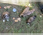 Small #4 Shih Tzu-Shih-Poo Mix