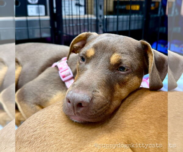 Medium Photo #2 Bulldog-Labrador Retriever Mix Puppy For Sale in Tarrytown, GA, USA