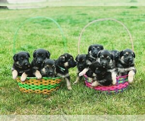 German Shepherd Dog Puppy for sale in WEST LIBERTY, IA, USA