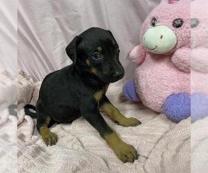 German Shepherd Dog-Unknown Mix Dogs for adoption in Modesto, CA, USA