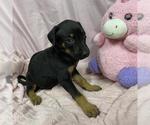 Small German Shepherd Dog Mix