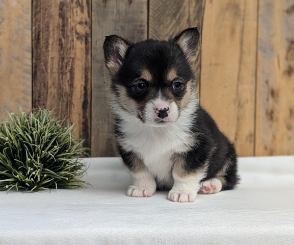 Medium Photo #11 Pembroke Welsh Corgi Puppy For Sale in GOSHEN, IN, USA