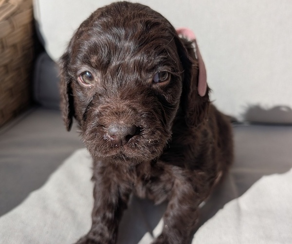 Medium Photo #5 Boykin Spaniel-Goldendoodle Mix Puppy For Sale in MORGANTON, NC, USA