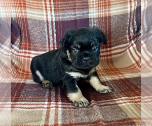 French Bulldog Puppy for sale in NEWTON, NJ, USA