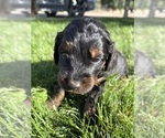 Small Photo #27 Bernedoodle (Miniature) Puppy For Sale in HELPER, UT, USA