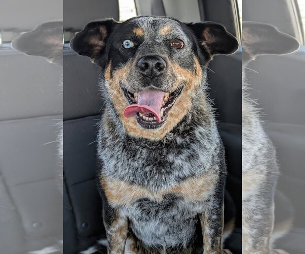 Medium Photo #6 Border Collie-Unknown Mix Puppy For Sale in Sandy, UT, USA