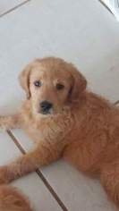 Labradoodle Puppy for sale in FLAGLER BEACH, FL, USA