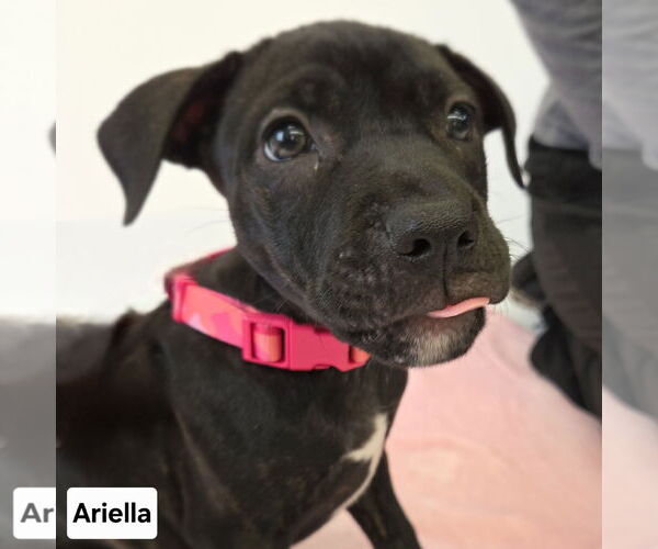 Medium Photo #3 American Pit Bull Terrier-Labrador Retriever Mix Puppy For Sale in Princeton, MN, USA