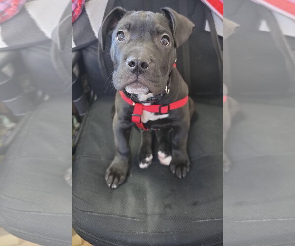 Medium Photo #1 Staffordshire Bull Terrier-Unknown Mix Puppy For Sale in Princeton, MN, USA
