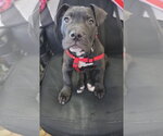 Tootsie Roll - Male Staffordshire Bull Terrier-Unknown Mix Dog for Adoption - Small photo