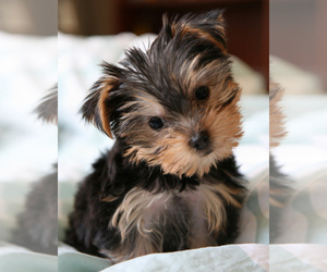 Yorkshire Terrier Puppy for sale in HUDSON, MI, USA