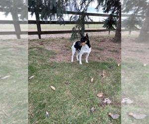 Father of the Jack-Rat Terrier puppies born on 06/12/2026
