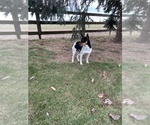 Small Photo #1 Jack-Rat Terrier Puppy For Sale in MIDDLEBURY, IN, USA