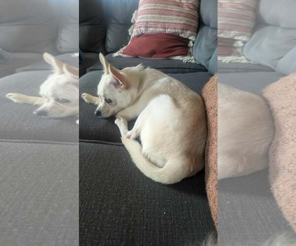 Medium Photo #5 Chihuahua-Unknown Mix Puppy For Sale in Minneapolis, MN, USA