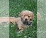 Image preview for Ad Listing. Nickname: Truffle