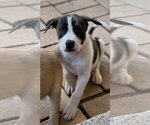 Small #1 Labrador Retriever Mix
