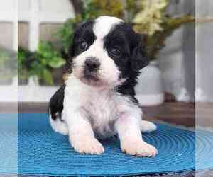 Zuchon Puppy for sale in MARIETTA, GA, USA