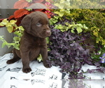 Small Photo #33 Labrador Retriever Puppy For Sale in GREENWOOD, WI, USA