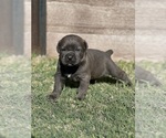 Small Photo #3 Cane Corso Puppy For Sale in LUBBOCK, TX, USA