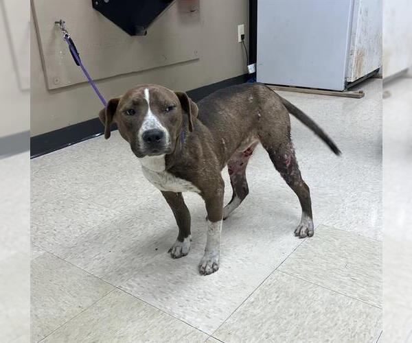 Medium Photo #1 American Pit Bull Terrier-Unknown Mix Puppy For Sale in Conroe, TX, USA