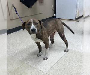American Pit Bull Terrier-Unknown Mix Dogs for adoption in Conroe, TX, USA