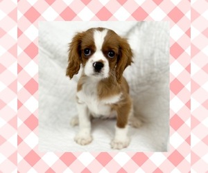 Cavalier King Charles Spaniel Dog for Adoption in LOS ANGELES, California USA