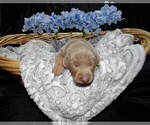 Small Photo #10 Doberman Pinscher Puppy For Sale in COTTON, MN, USA
