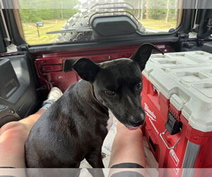 Mutt Dogs for adoption in Sanford, FL, USA
