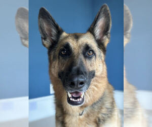 German Shepherd Dog Dogs for adoption in Holly Springs, NC, USA