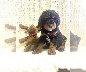 Poodle (Miniature) Puppy for sale in FREDERICKSBURG, OH, USA
