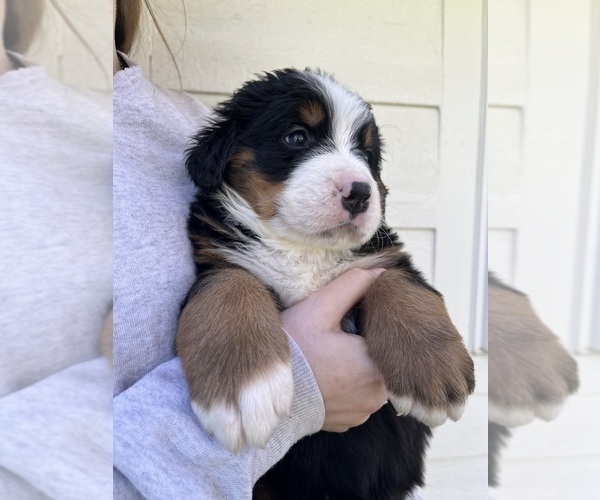 Medium Photo #12 Bernese Mountain Dog Puppy For Sale in FAIRMONT, MN, USA