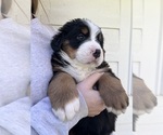 Small #11 Bernese Mountain Dog