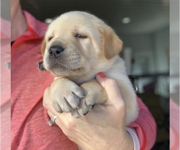 Medium Photo #2 Labrador Retriever Puppy For Sale in LEES SUMMIT, MO, USA