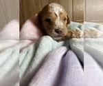 Small Photo #3 Cavapoo Puppy For Sale in LAFAYETTE, TN, USA